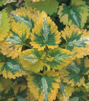 Jasnota plamista 'Golden anniversary' (Lamium maculatum) doniczka 2 litry